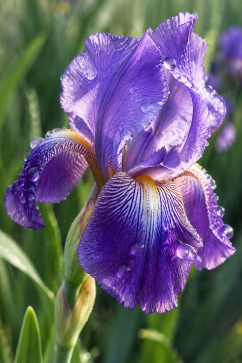 kvetina iris